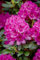 Rhododendron 'Nova Zembla' 40-50 cm - rote Blüten, Blütezeit Mai-Juni, ideal für Kübel und Rabatten, immergrün, winterhart