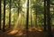 ForWall - Vlies Fototapete Wald Sonne Natur Bäume Landschaft Modern 368x254 cm - Fototapeten - Tapeten - für Wohnzimmer Schlafzimmer - Vliestapete Wandtapete Tapete 3D Effekt- inkl. Kleister