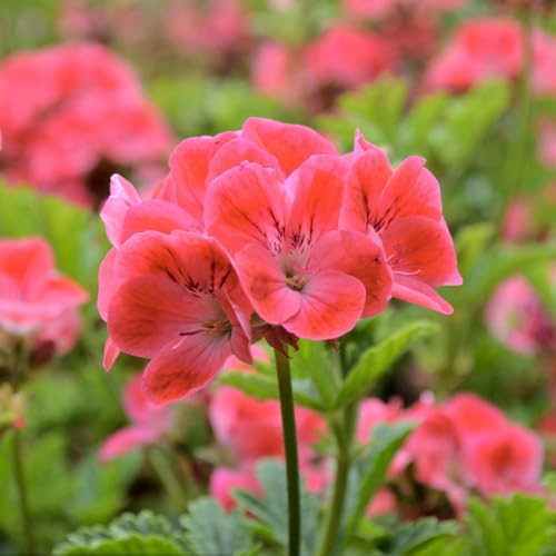 25 pcs geranien samen mehrjährig - exotische zimmerpflanzen bienenfreundliche blumensamen geranie,Pelargonium hortorum, topfpflanzen wiesensaatgut balkonpflanzen winterhart mehrjährig