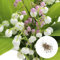 Qiebenav 600pcs graines de lys élevés de germination élevée graines de fleur de fleur froids rustes toute laminaison fleurs vivaces graines de couleur mélangée des plantes intérieures graines