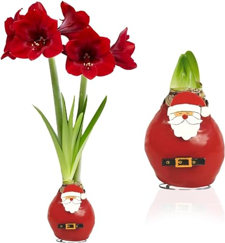 Amaryllis in Wachs Santa Claus - 1 Wax Amaryllis zwiebel in Großformat 26/30 - Exklusive Blumenzwiebeln Echte Pflanzen und Blumen aus Holland - Hippeastrum Zwiebeln (keine Samen, nicht künstlich)