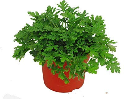 Familie Geraniaceae Pelargonium Graveolens Semi 200 Stück, Semi di Fiori di Pelargonium profumati, semi di geranio Qu Weng Cao Rose