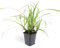 Trendyplants - Carex morrowii 'Ice Dance' - 20 Stück - Rosine - Winterhart - Höhe 10-25 cm - Topfgröße Ø9cm