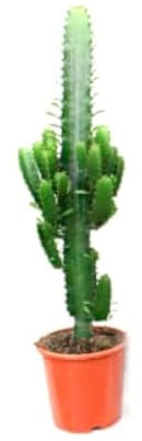 Planta natural Euphorbia Acruensis, 40-50 cm. Cactus columnar con tallos gruesos, espinas suaves y verde brillante. Segura Garden.