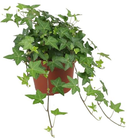 Edera comune Hedera Hibernica 3 piante rampicanti sempreverdi in vaso ø9 cm. h. 30/40 cm. Vivaio di Castelletto