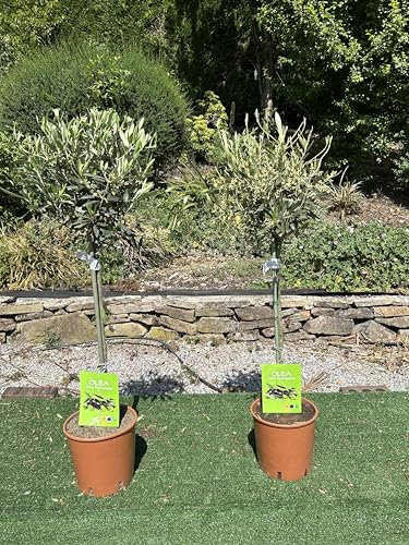 Olive Trees (Olea Europaea), Pair in Terracotta Pots, Garden Ready Plants