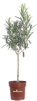 Pianta di Oleandro Alberello Pianta di Nerium Oleander Alberello pianta da esterno Alberello ornamentale di Oleandro pianta vera di Oleandro venduta da eGarden.store (Soeur Agnes v.21 cm)