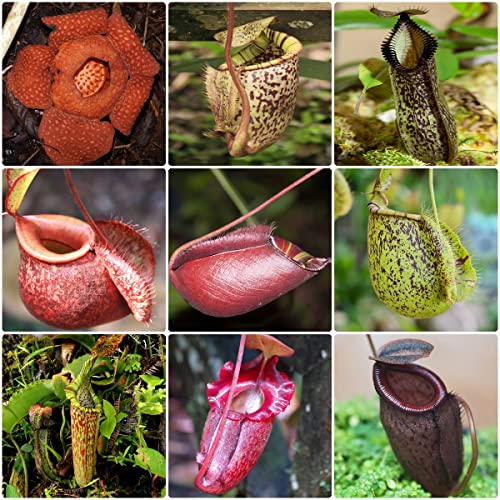 fleischfressende pflanzen nepenthes - Kannenpflanze samen - mix topfpflanzen draußen winterhart seltene pflanzen pflanze indoor garden dekoration wohnzimmer seeds 400 Stück