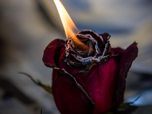 THISIT DIY Ölgemälde auf Leinwand Gemälde für Erwachsene Anfänger,Rose, Feuer, Knospe-16 x 20 Zoll mit Rahmen