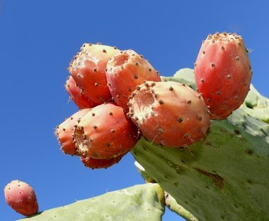 Feigenkaktus Opuntia 5 Samen essbare Früche