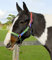 Rhinegold Halfter und passendes Seil-Set, Regenbogenfarben, Regenbogen-Halfter und passendes Seil-Set., Regenbogenfarben, Cob