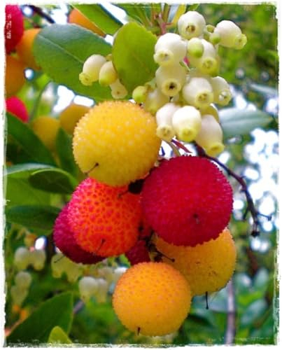 Erdbeerbaum 'Arbutus Unedo' - im Topf 18 cm h. 100 cm