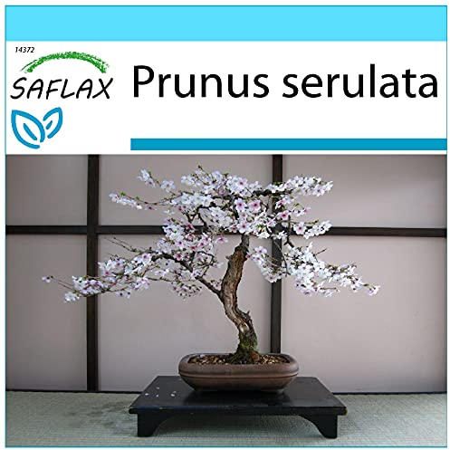 SAFLAX - Kit cadeau - Cerisier du Japon - 30 graines - Prunus serulata