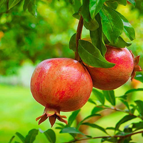 Melograno da frutto Punica granatum Wonderful 6 piante in vaso 1 litro h. 150/200 cm Vivaio di Castelletto