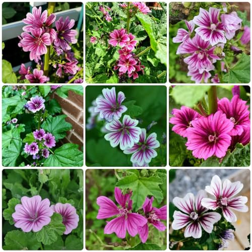 600 pcs wilde malve samen, blumenbeet, topfpflanzen echt, Malve Malva sylvestris schnittblumen samen, extrem winterharte kübelpflanzen blumen balkon, winterharte pflanzen für garten