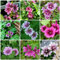 600 pcs wilde malve samen, blumenbeet, topfpflanzen echt, Malve Malva sylvestris schnittblumen samen, extrem winterharte kübelpflanzen blumen balkon, winterharte pflanzen für garten