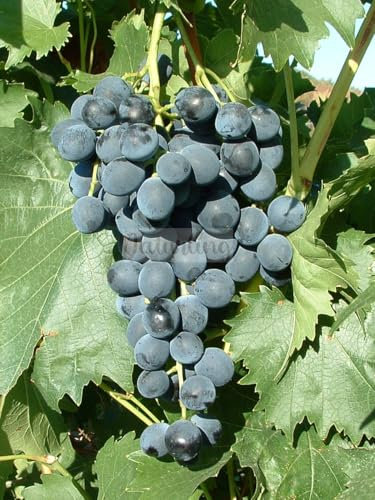 naturling Weintraube - blaue BIO Tafeltraube Muscat bleu mit wunderbaren Muskataroma Trauben & gelbem Herbstlaub - einjährig veredelt