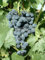 naturling Weintraube - blaue BIO Tafeltraube Muscat bleu mit wunderbaren Muskataroma Trauben & gelbem Herbstlaub - einjährig veredelt