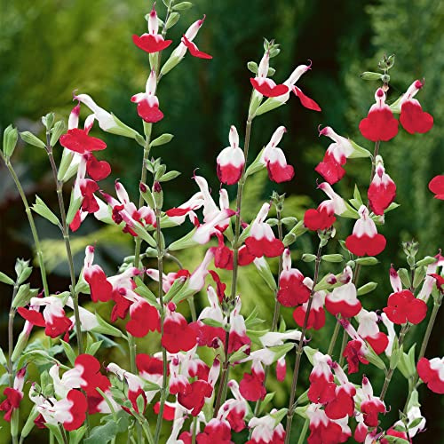 Salvia Hot Lips - Leuchtende Duftende Blühende Staude - Topf-Gartenpflanze