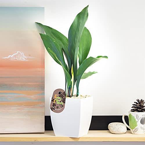 Evergreen - Maceta de hierro fundido (15 cm), color blanco brillante