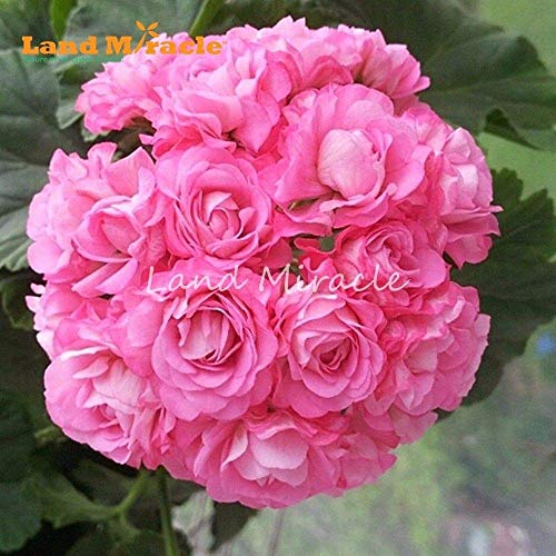Potseed 5pcs Geranio Rose Rosada del Capullo de Rosa, la floración Grande PerennialFlowers