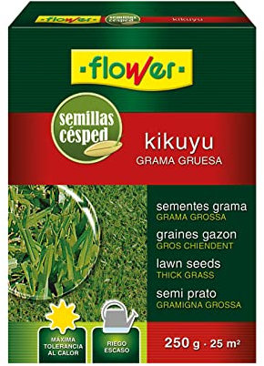 Flower SEMILLA KIKUYO