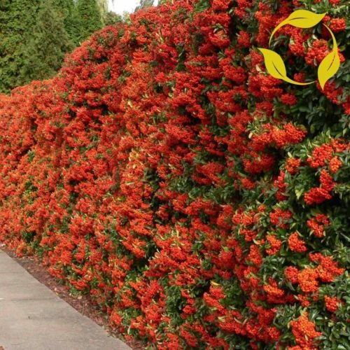 SCARLET Agazzino Pyracantha coccinea - 50 + SEMI