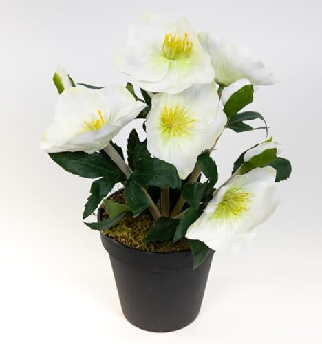 Seidenblumen Roß Christrosenbusch 28cm weiß im Topf GA Kunstblumen künstliche Christrose Pflanzen Blumen Kunstblumen