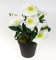Christrosenbusch 28cm weiß im Topf GA Kunstblumen künstliche Christrose Pflanzen Blumen Kunstblumen