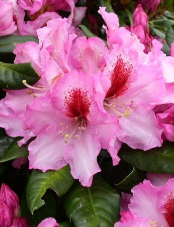 Rhododendron Hybride Diadem 30-40 cm hoch im 5 Liter Pflanzcontainer