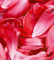 Vlies Fototapete ROTE BLÜTENBLÄTTER 225 x 250 cm | Vliestapete - Wandtapete inklusive Kleister | PREMIUM VLIES QUALITÄT