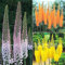 ChinaMarket 100 Pz Delphinium Seeds Mix giganti Delphinium Cultorum semi Giardino Fiori della pianta dei bonsai ornamentale pianta Sementes