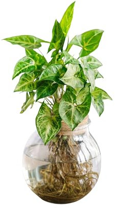La Green Touch - Syngonium Pixie in idrocoltura - Pianta da interno - Vaso 12 cm, altezza 30 cm