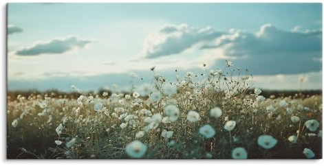 Paul Sinus Wandbild auf Leinwand in 120x60cm Blumenwiese Natur Sommer Himmel Weite Entspannung Leinwandbild
