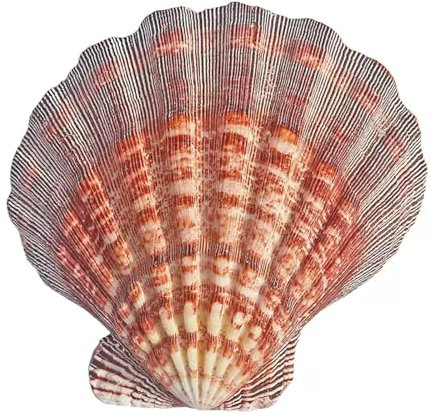 SYBNIKOLF Coquillages Conque Naturelle 1 Grande Coquille Saint-Jacques Naturelle de 13 à 15 cm, idéale for l'artisanat et Le Remplissage de vases d'aquarium.(14~15cm)
