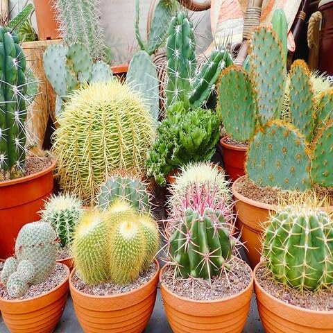 60 semillas de cactus mixtas