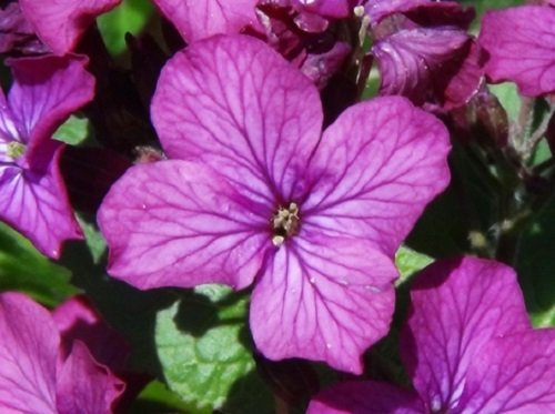 Honesty Seeds Mixed Scented Flower Lunaria annua Mixed Hardy Annual 10g Seeds