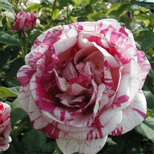 Rosen pflanzen winterhart - rosafarbene zwiebeln winterharte mehrjährige Sträucher – duftende Rosen – Hybridrosen-1Pflanze-J
