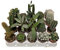 piante grasse vere mix cactus e succulente, COMUNI E NON COMUNI,placca da 20 piantine diametro 5 MONDONATURA SRL