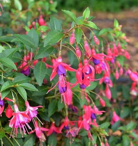 Fuchsie Tom Thumb - großer Topf - Fuchsia magellanica