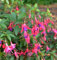 Fuchsie Tom Thumb - großer Topf - Fuchsia magellanica