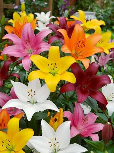 Lilien Blumenzwiebeln Winterhart Mix, Mehrjährige Zwiebeln aus Holland, für Garten, Balkon, Beete und Töpfe (50, Lilien Mischung)