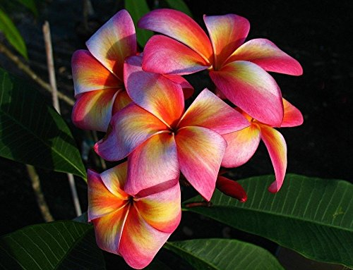 Plumeria Rubra Mischfarben Blumen Bunte Frangipani 5 Samen