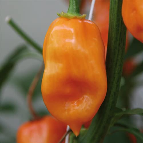 Habanero Chili, orange, Capsicum chinense 'Habanero', Chili-Pflanze - im Topf 11 cm, in Gärtnerqualität von Blumen Eber - 11 cm