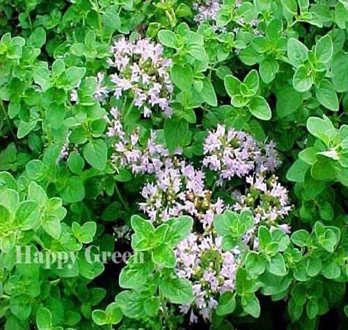 Graines fraîches d'origan Marjolaine sauvage italienne - 4000 graines - Origanum Vulgare