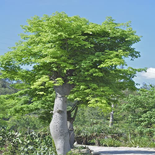 50 Stück moringa samen bio balkonpflanzen winterhart mehrjährig geschenke für ältere menschen bonsai baum pflanzen winterhart draußen herbs gärtner kräuter gewächshaus