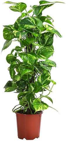 Dehner Efeutute, Epipremnum aureum, kletternde Zimmerpflanze, an Kratistestab gebunden, ca. 80 cm inkl. Pflanztopf, Ø Topf 19 cm