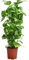 Dehner Efeutute, Epipremnum aureum, kletternde Zimmerpflanze, an Kratistestab gebunden, ca. 80 cm inkl. Pflanztopf, Ø Topf 19 cm