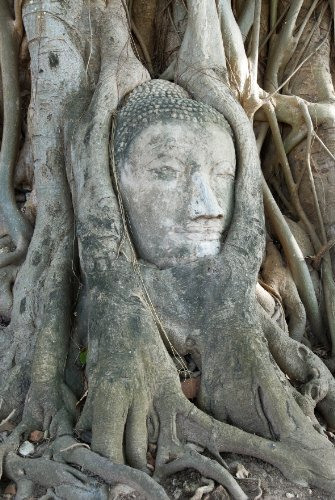 Seedeo Bodhi Tree/Buddha Baum (Ficus religiosa) 100 Samen