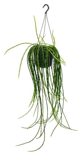 Exotenherz Urban Jungle Elegance - Moderne Kakteen-Ampel mit toller Blattstruktur - Rhipsalis paradoxa - 15cm